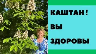 Цветы каштана - Целебные свойства !!!