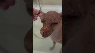 СОБАКА ПРИНИМАЕТ ВАННЫ. СПА. #spa #xoloitzcuintli #купание