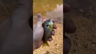 And Bingo was his name-o lol #fishing #pondfishing #bluegill #mydaughter #bingo