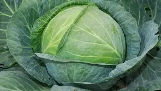 Капуста 
