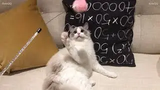 Blue Bicolour Ragdoll Kitten - Mr Panini