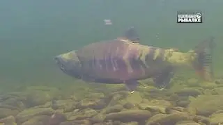 КЕТА. ТИХООКЕАНСКИЕ ЛОСОСИ . О чём молчат рыбы 96. Chum salmon. PACIFIC SALMON. Ketalachs. 大麻哈鱼