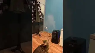 #котик прыгает за воздухом