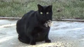 Our over-fed, once-feral cat enjoys eating bird seed