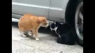 Самое прикольное видео разборки блатных котов cool cats