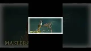 MASTERAN BURUNG BERKICAU