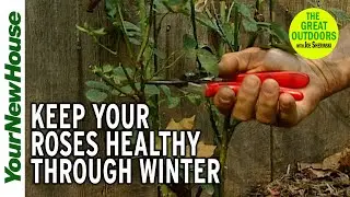Winterizing Roses - The Great Outdoors