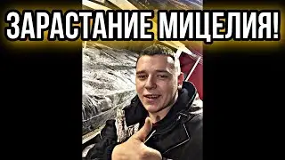 Как зарастает Мицелий Шампиньонов! Покровный слой!  Часть 1.