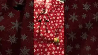 Elf Shenanigans￼