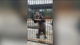 Не дразните медведя или контактный зоопарк.