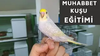 MUHABBET KUŞU NASIL EĞİTİLİR - KUŞ EĞİTİMİ