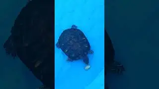 My turtle kind of likes bananas🍌