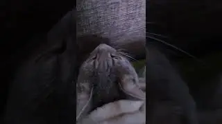 Я люблю вас