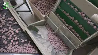 Schouten Sorting Equipment - Hegge schoksorteerlijn