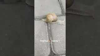 Улитка 🐌 часть 1