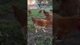 Cost to raise meat chickens  