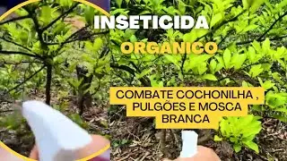 Como Tratar Das Suas Frutíferas/Limoeiro Com as Folhas Enrugada
