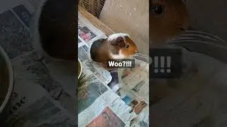 extremely satisfying video!!! #shorts #satisfying #vural #guineapigs #lol #funny #sub