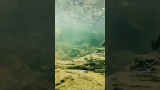 Under Water ✨ #viral #trending #underwater #underwaterworld #underwaterphotography