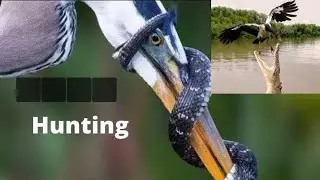 hunting #amazing#birds #eagle #hunting