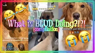 What is BLUD Doing?!?! 😂😂 || Blud/Zawg/Don Pollo Meme Compilation || #memes