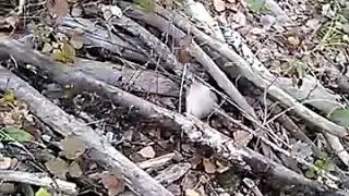 Бобры