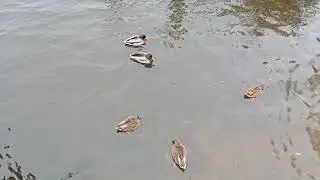 А уточки ещё не все улетели