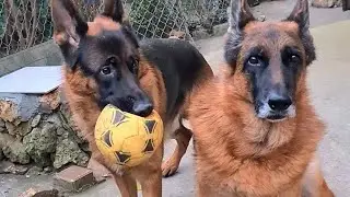 Ride, Alf, and VEO puppy Richard. German Shepherds. Odessa.