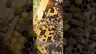 Рождение трутня (самец пчелы) #пчелы #пасека