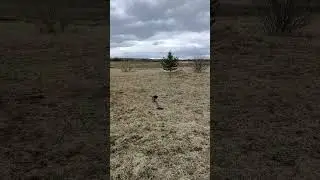 Готовимся к охоте на гуся.
