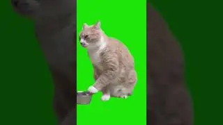 футаж кот