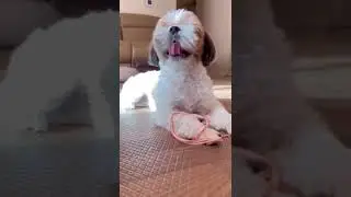 Shih Tzu Dog Scream 🐶💥😂🤣 Funny & Cute Dog Video