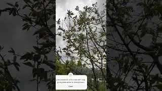 ПОБЕЖДАЕМ ЗАМОРОЗКИ ДОЖДЕВАНИЕМ. -7°С Воронежская область. #садоводство