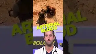 Real Doctor REACTS to Red Dead Redemption 2