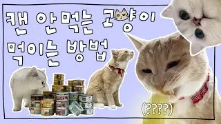입맛 까탈스러운 고양이 편식 고치는 방법