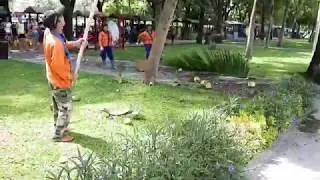 Чтобы кокосы не падали на головы туристов