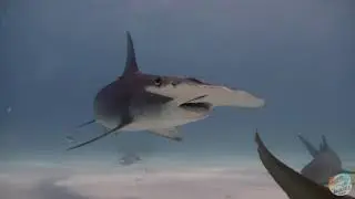 Акулы