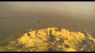 Grow a Pair - A Giant Tadpole Timelapse
