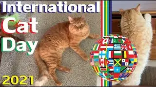Happy International Cat Day!