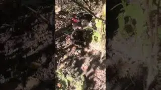 Куры Спрятались в Кустах Малины 