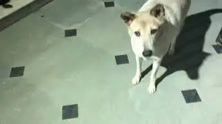 Street Dog Greets us, She Knows we come to Feed her