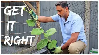 PLANTING BOTTLE GOURD - FOR BEST RESULT FOLLOW THESE INSTRUCTIONS