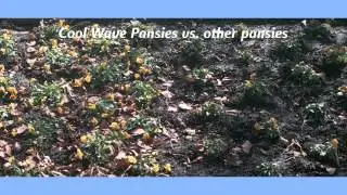 Cool Wave Pansies - Time Lapse Over Winter