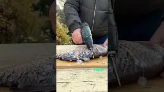 Как почистить рыбу с помощью шуруповерта! 