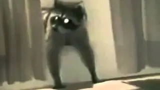 Прикольный енот ворует коврик