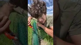 I have an enemy on my farm... 