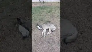 одыхает собачки 4микр#актау