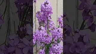 Hummingbird moth