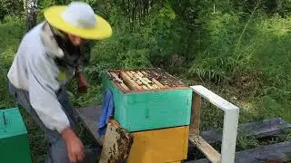 Отбор меда  Семья 4 корпуса