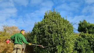 WATCH ME reSHAPE these shrubs